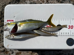 キスの釣果