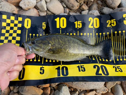 スモールマウスバスの釣果