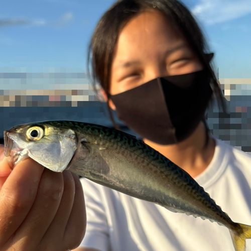 サバの釣果