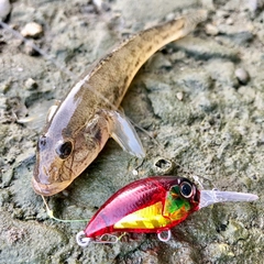 マハゼの釣果
