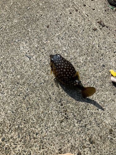 ハコフグの釣果