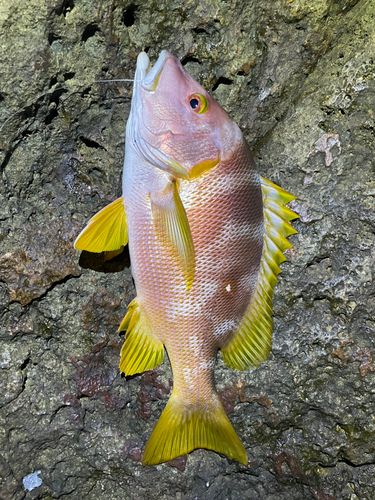 フエダイの釣果