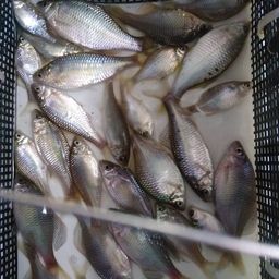 タナゴ