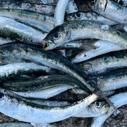 イワシ