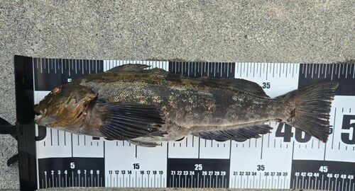 アイナメの釣果