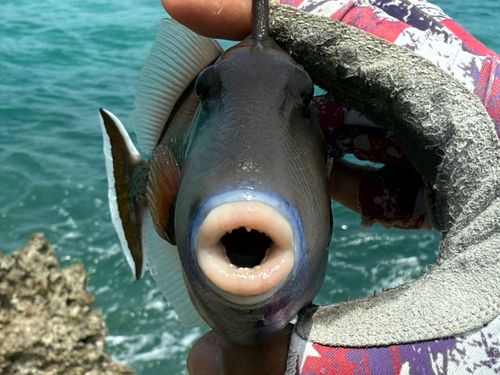 ツマジロモンガラの釣果