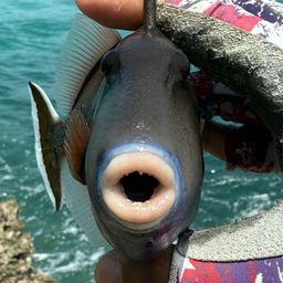 ツマジロモンガラ
