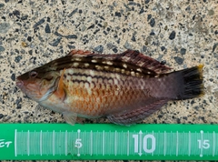 ベラの釣果