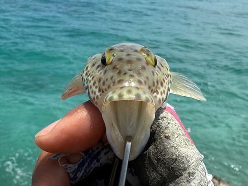 オグロトラギスの釣果