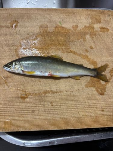 アユの釣果