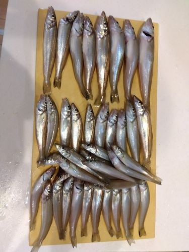 キスの釣果