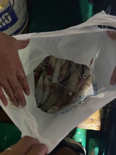 スルメイカの釣果