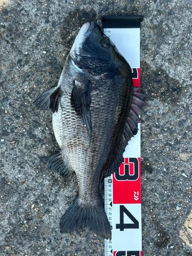チヌの釣果
