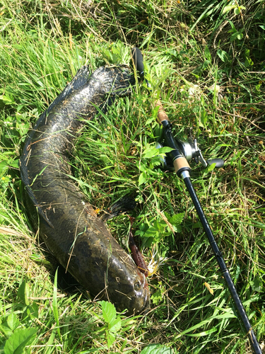 ライギョの釣果