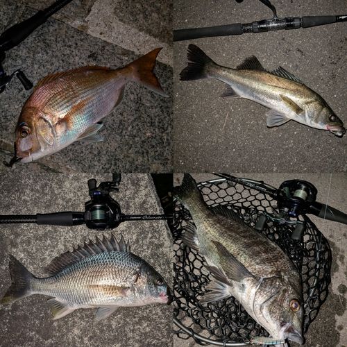 シーバスの釣果
