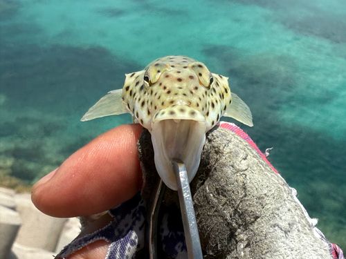 オグロトラギスの釣果