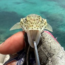 オグロトラギス