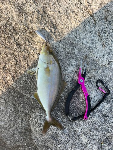 ネリゴの釣果