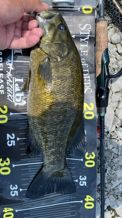 スモールマウスバスの釣果