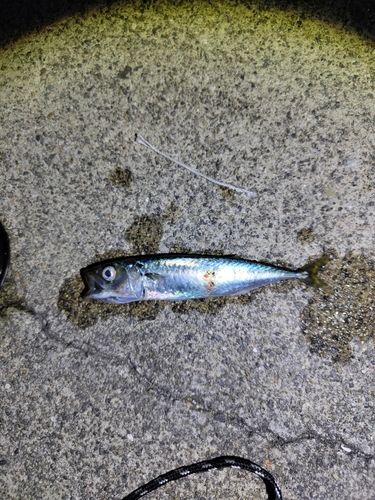 サバの釣果