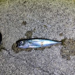 サバ