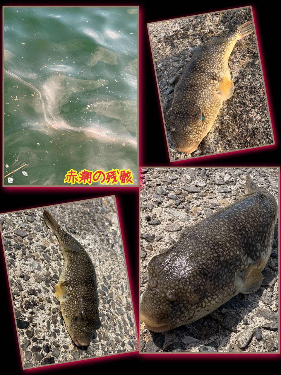 チヌ