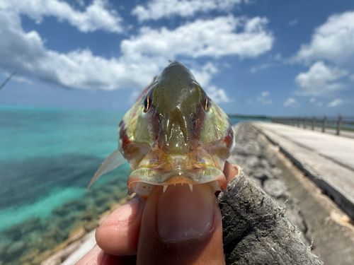 アミメフエダイの釣果