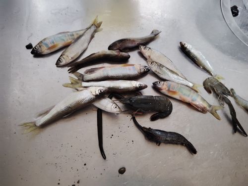 テナガエビの釣果