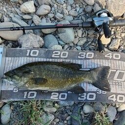 スモールマウスバス