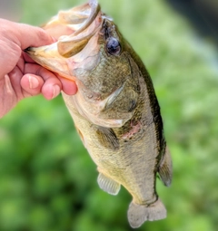 ラージマウスバスの釣果