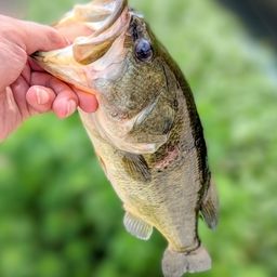 ラージマウスバス