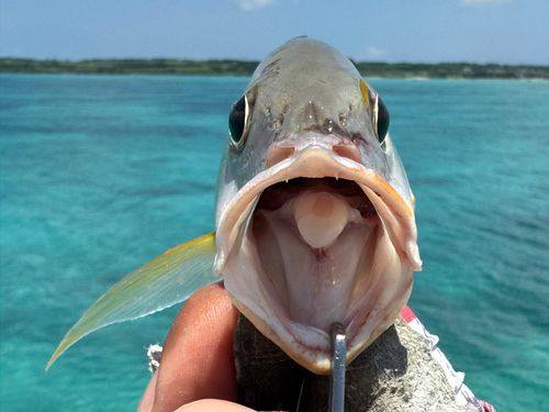 ニセクロホシフエダイの釣果