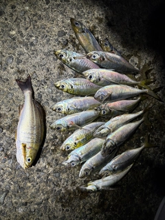 アジの釣果