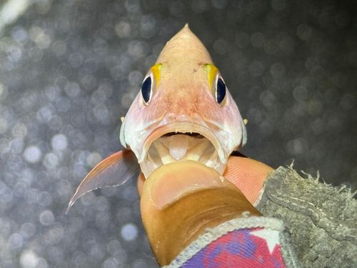 ヒメフエダイの釣果