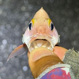 ヒメフエダイ