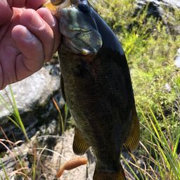 スモールマウスバス