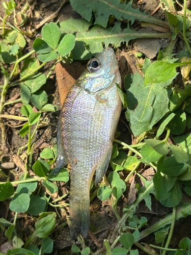ブルーギルの釣果