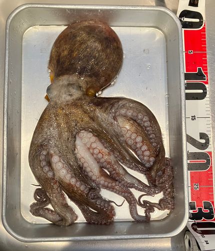 タコの釣果
