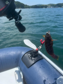 ベラの釣果