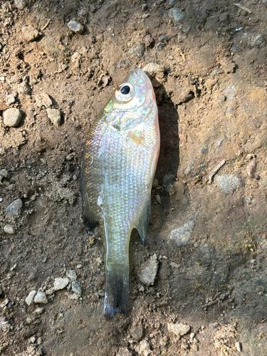 ブルーギルの釣果