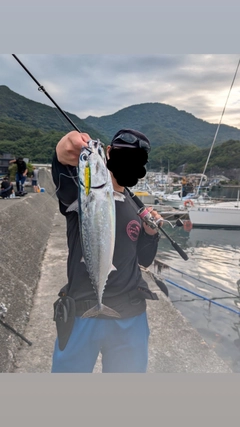 マルソウダの釣果