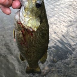 スモールマウスバス