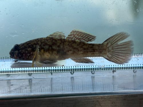 浮間公園