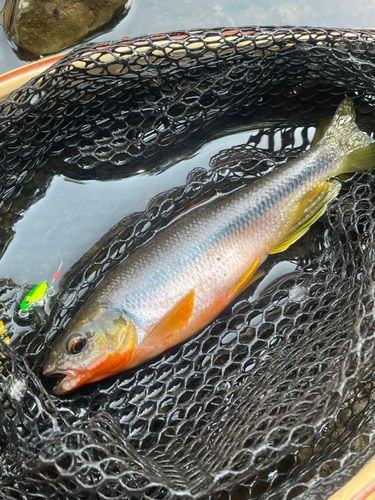 カワムツの釣果