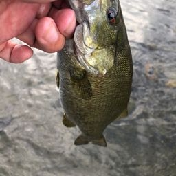 スモールマウスバス