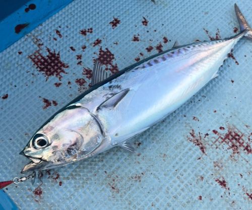 ソウダガツオの釣果