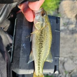 ラージマウスバス