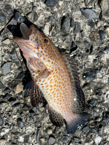 オオモンハタの釣果
