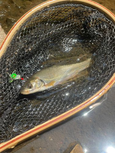 ウグイの釣果