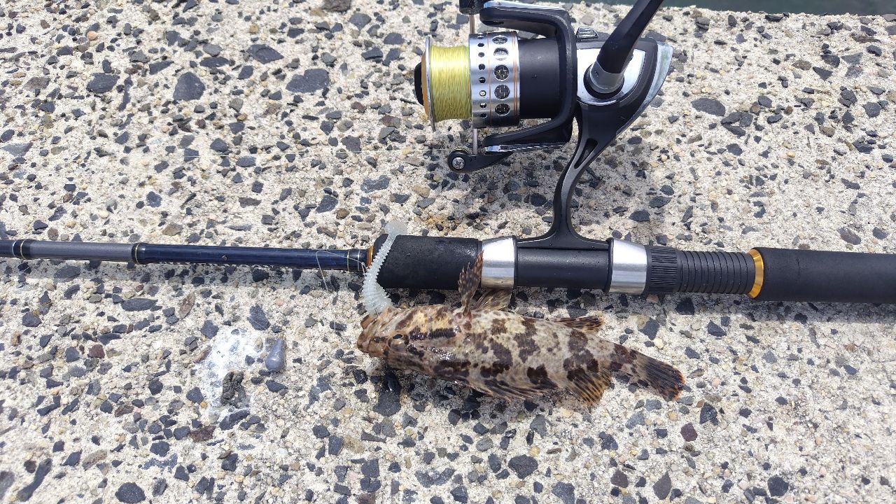 タケノコメバル